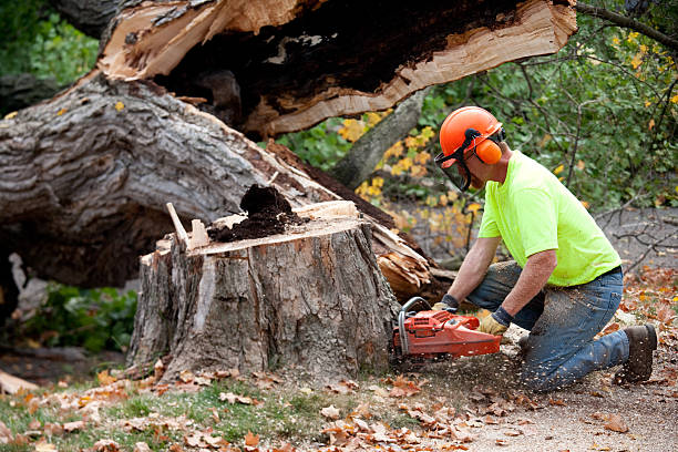 Professional Tree Service in Plaquemine, LA